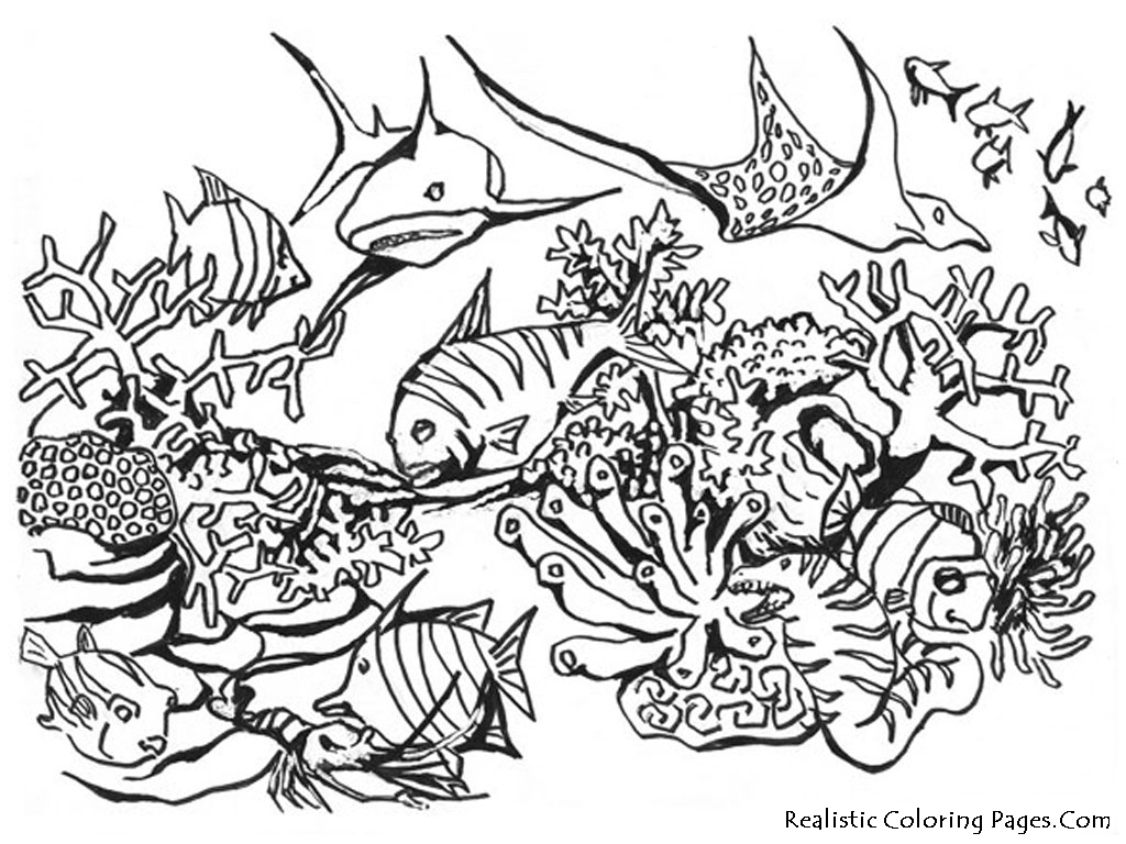 1024x768 Underwater Animals Coloring Pages