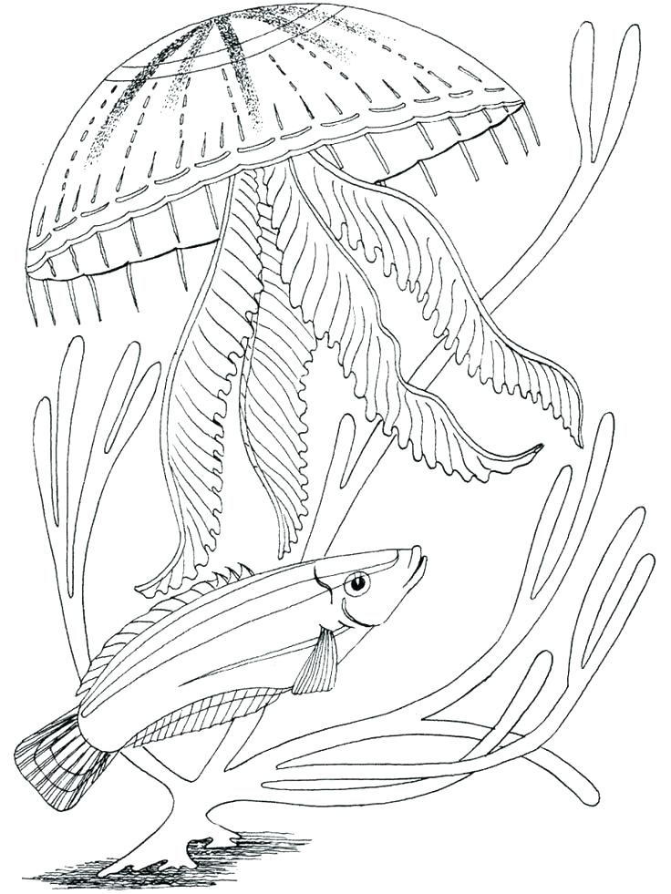 736x981 Ocean Scene Coloring Page Free Animals Underwater Pages