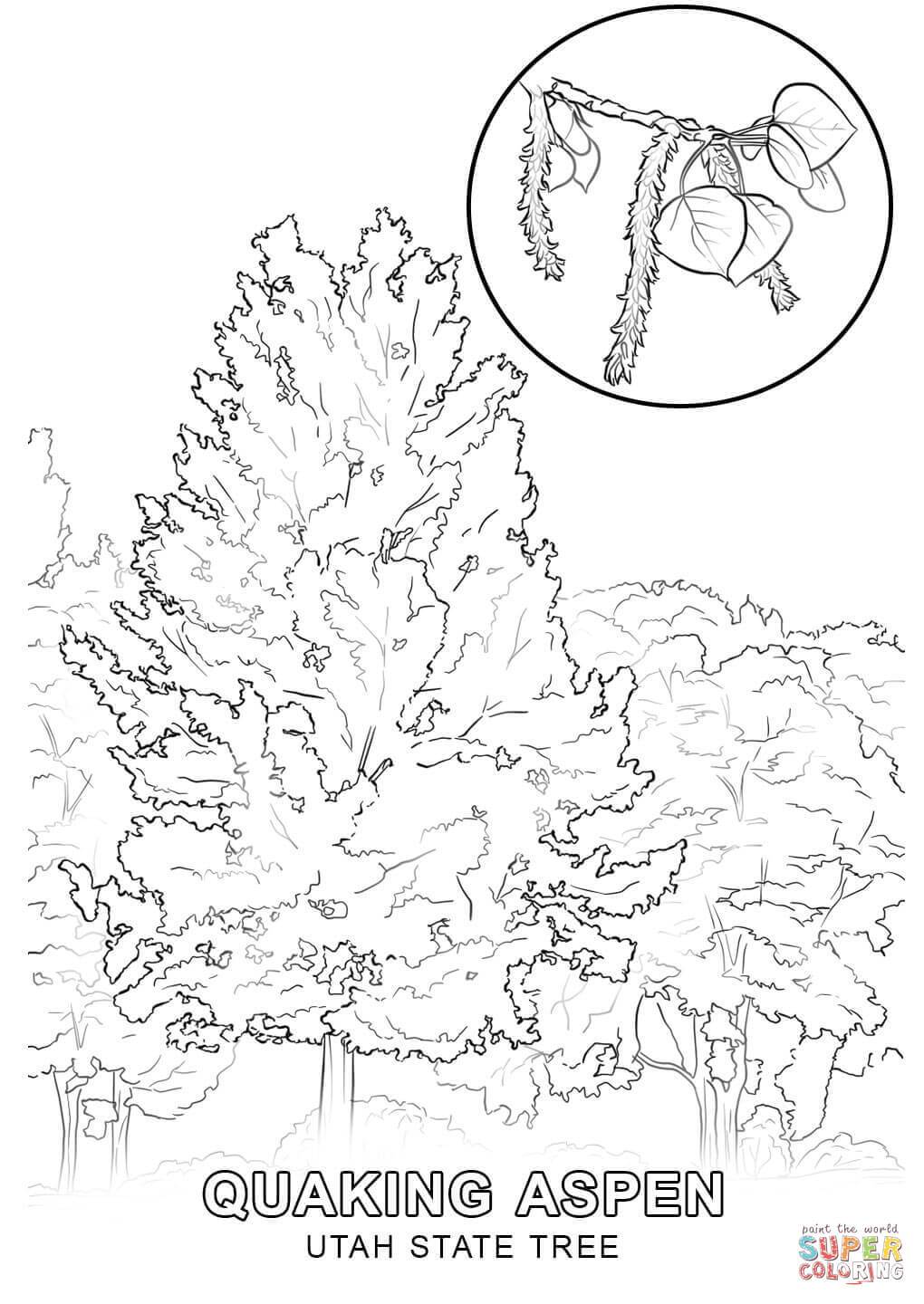 1020x1440 The Best Utah State Tree Coloring Page Printable Pics Of Flower