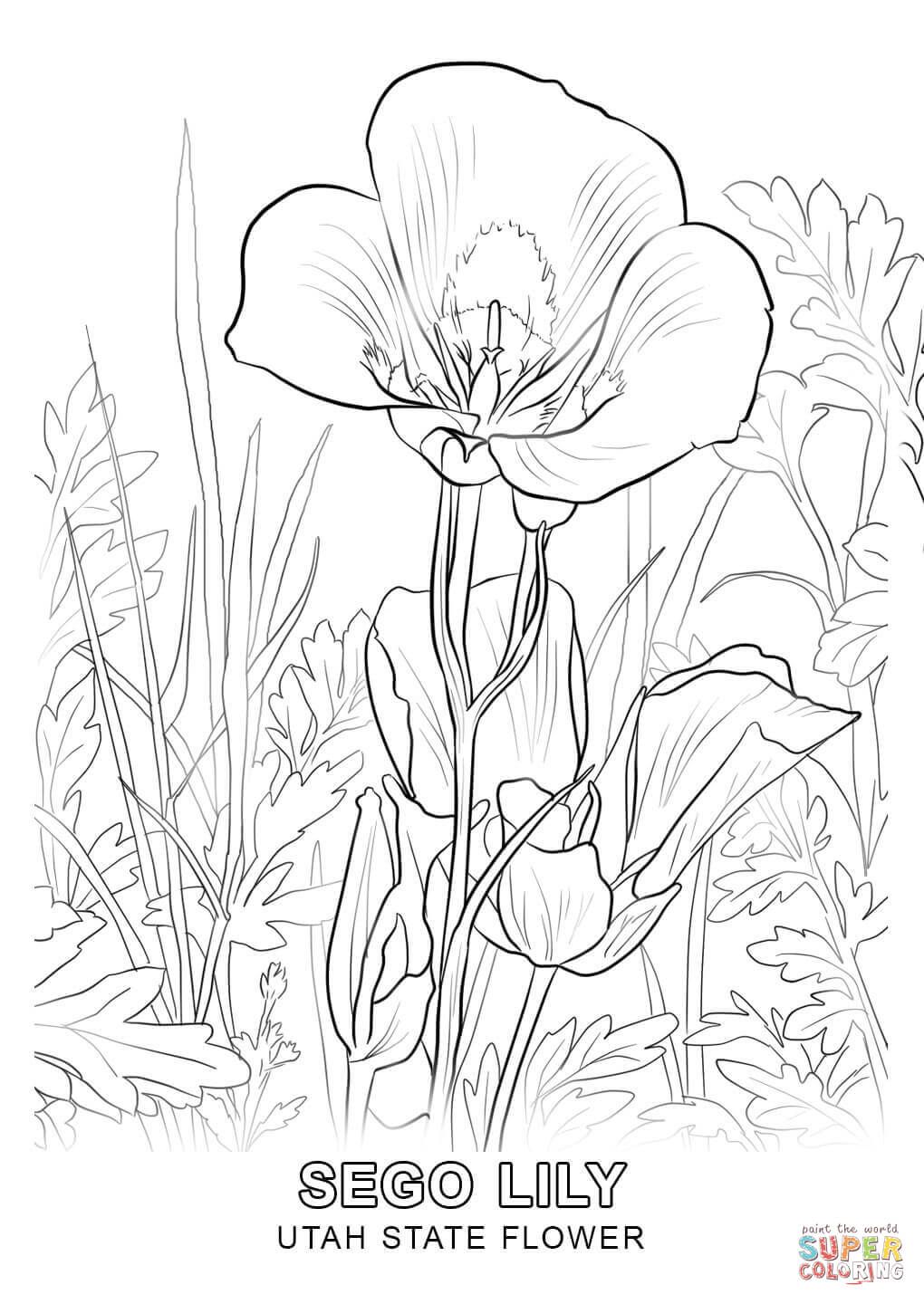 1020x1440 Utah State Flower Coloring Page Free Printable Coloring Pages