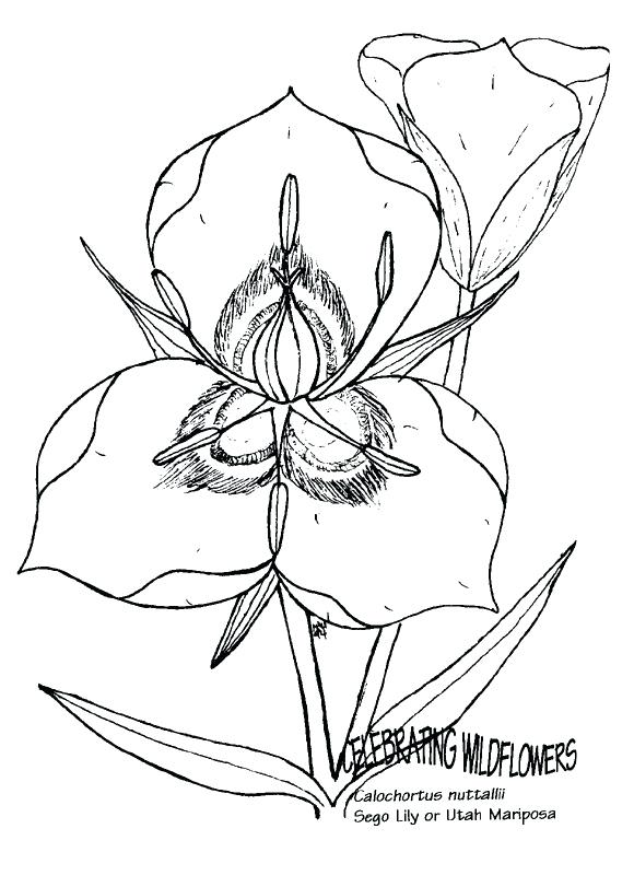 580x811 Utah State Flag Coloring Page Coloring Pages Flowers In A Vase