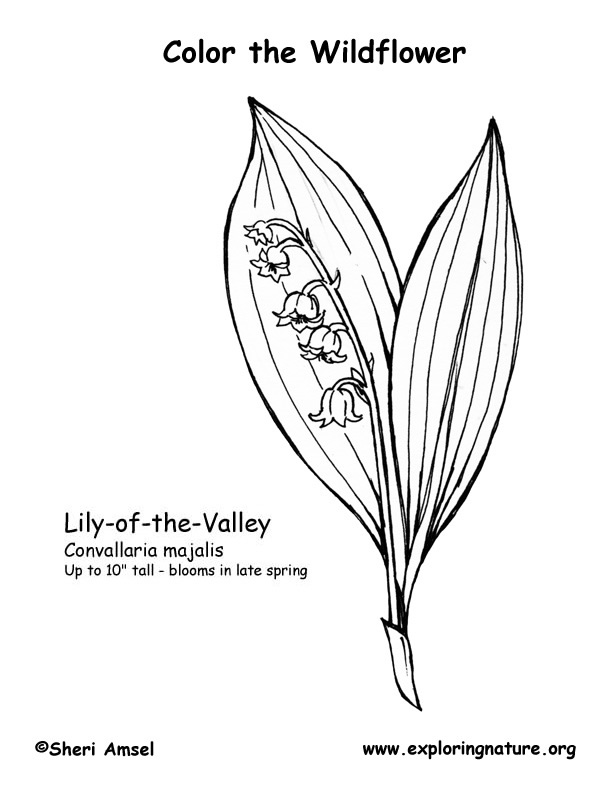 612x792 Lily Of The Valley Coloring Page