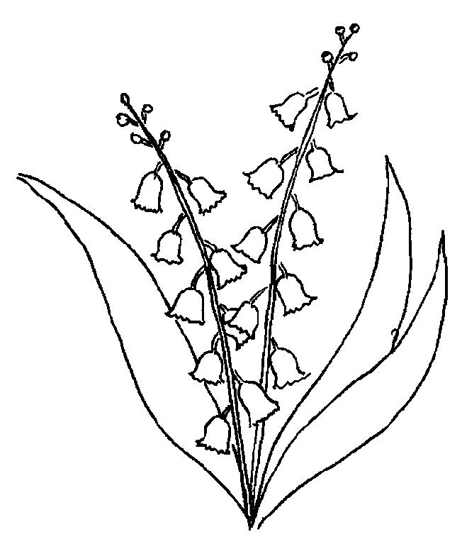 652x767 Lily Of The Valley Coloring Page