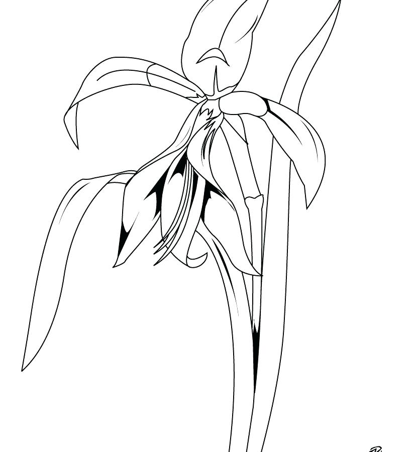 820x900 Lily Of The Valley Coloring Page