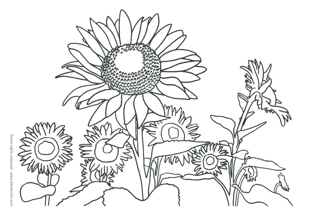 1024x723 Van Gogh Sunflower Colouring Pages Kids Coloring Van Coloring
