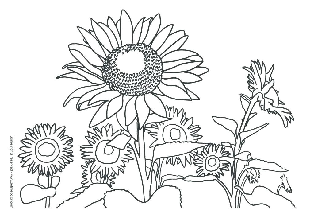 1024x723 Vincent Van Gogh Coloring Pages Van Sunflowers Coloring Page