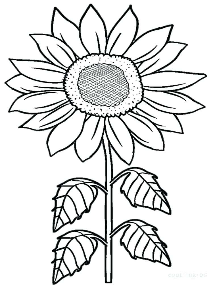 750x1000 Sunflowers Coloring Pages Sunflowers Coloring Pages Flowers Plants