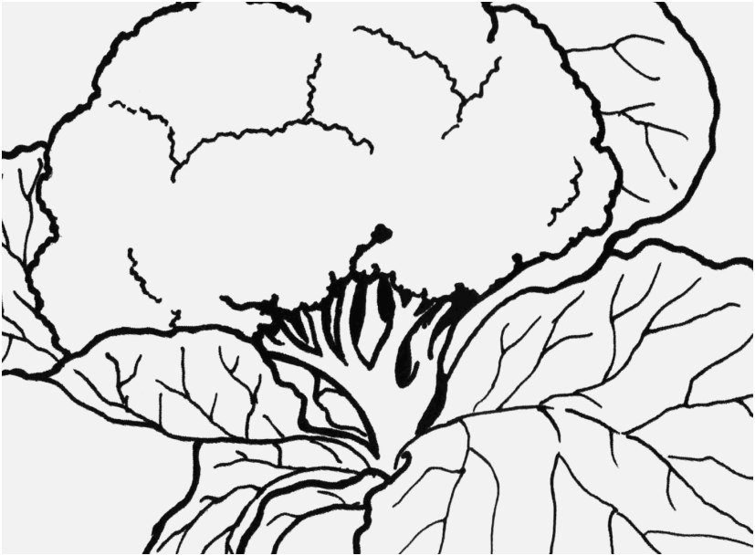 827x609 Vegetable Coloring Pages Photographs Broccoli Ve Able Coloring