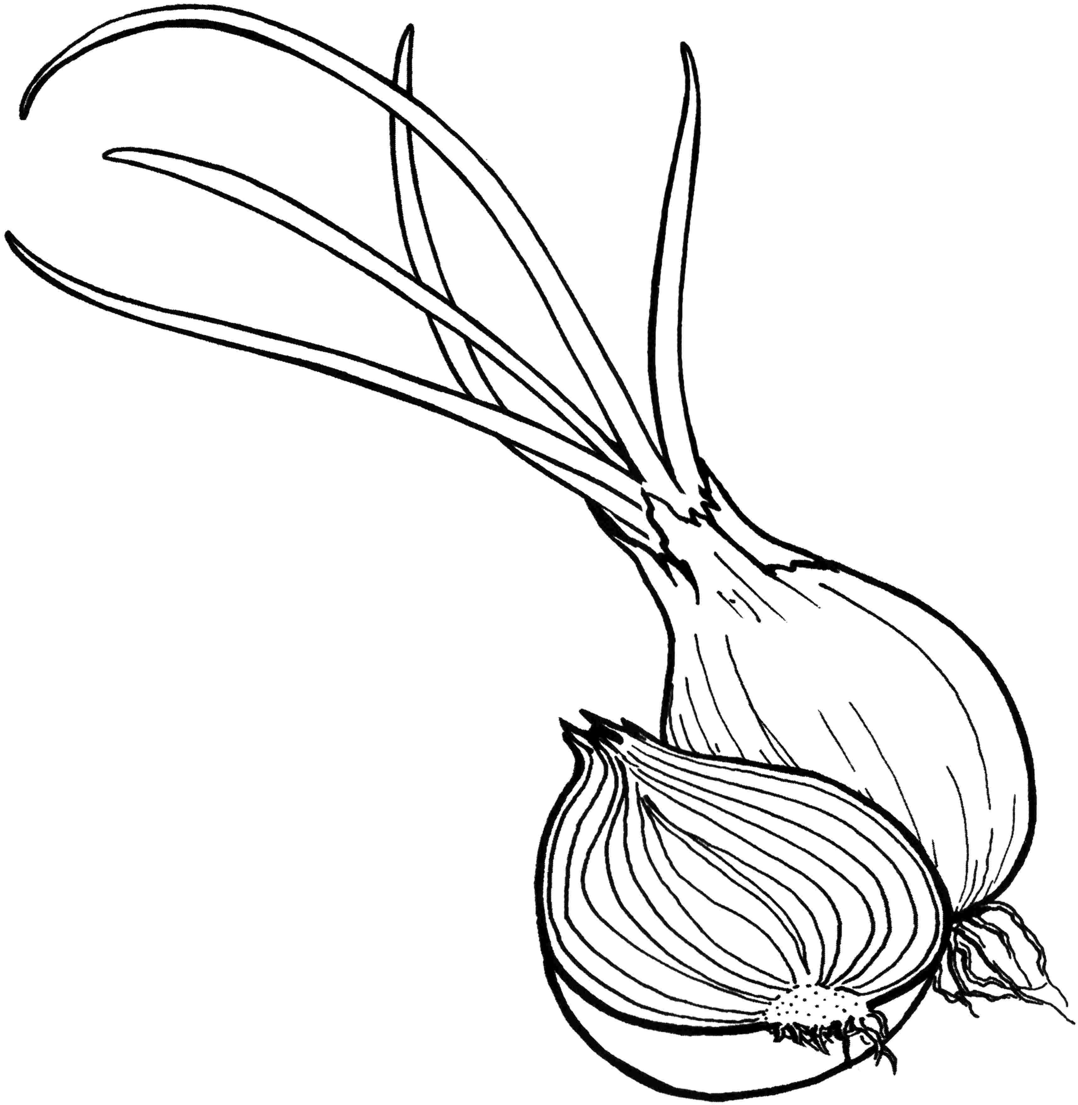 3428x3514 Vegetable Coloring Pages For Childrens Printable For Free