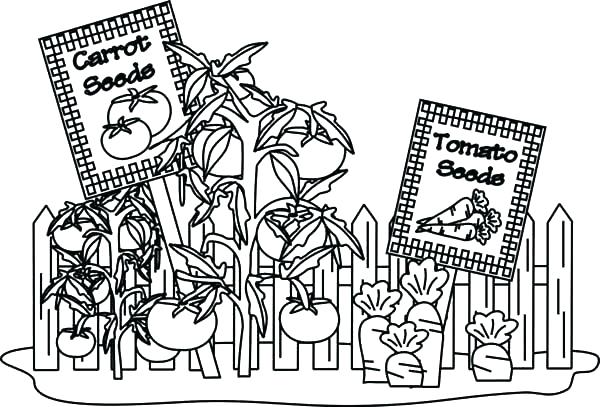 600x407 Vegetable Garden Coloring Page Garden Coloring Pages Tropical