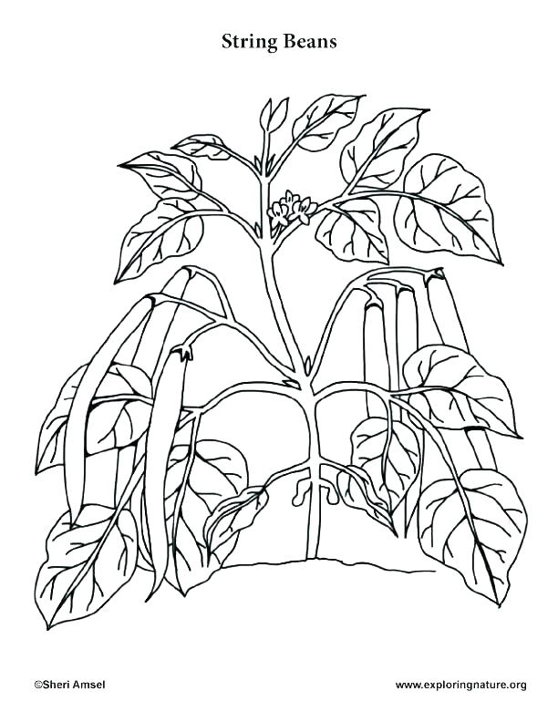 612x792 Free Printable Vegetable Garden Coloring Pages Printable Coloring