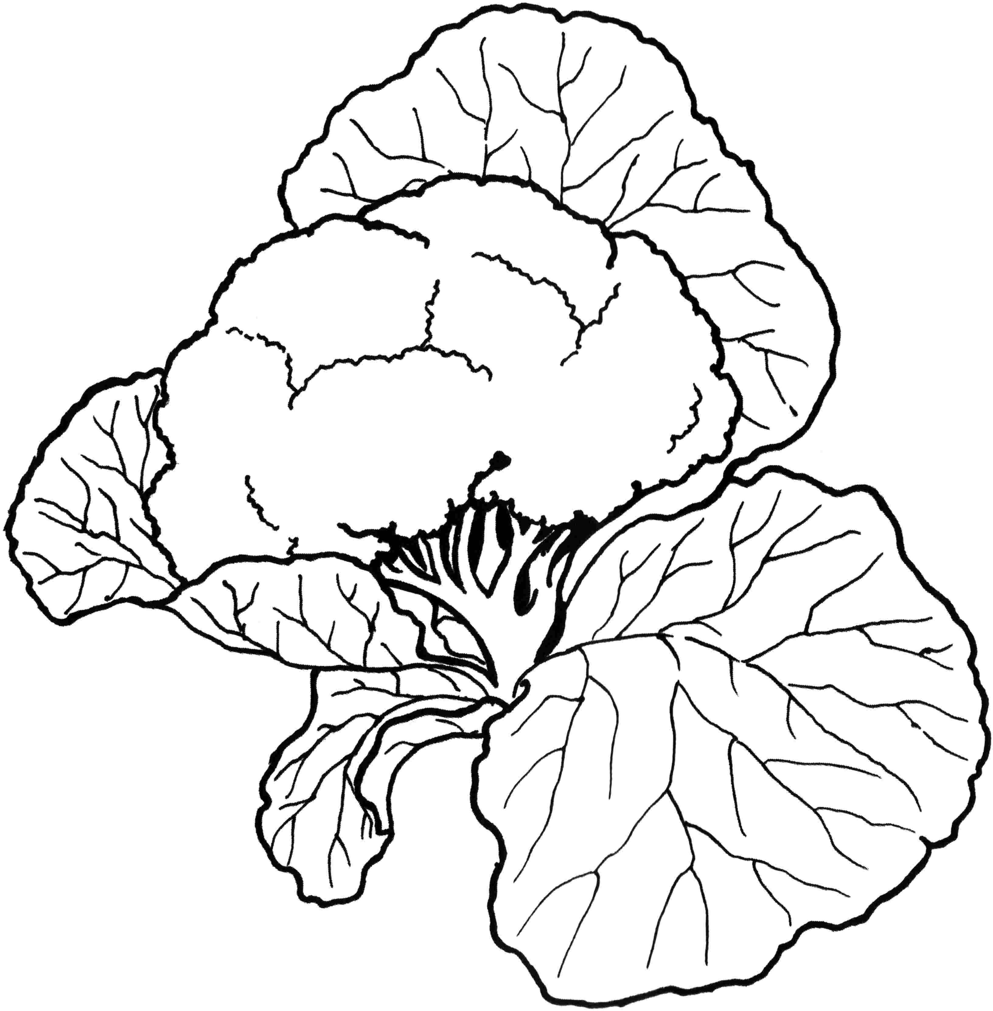 3264x3323 Latest Pictures Of Vegetables To Color Coloring Pages Vegetable