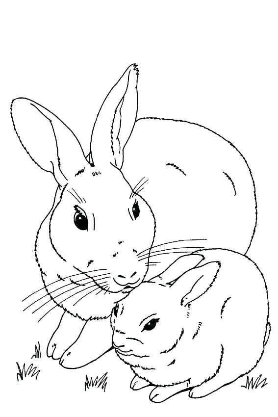 567x850 Rabbit Coloring Pages Colorful Rabbit Coloring Page Velveteen