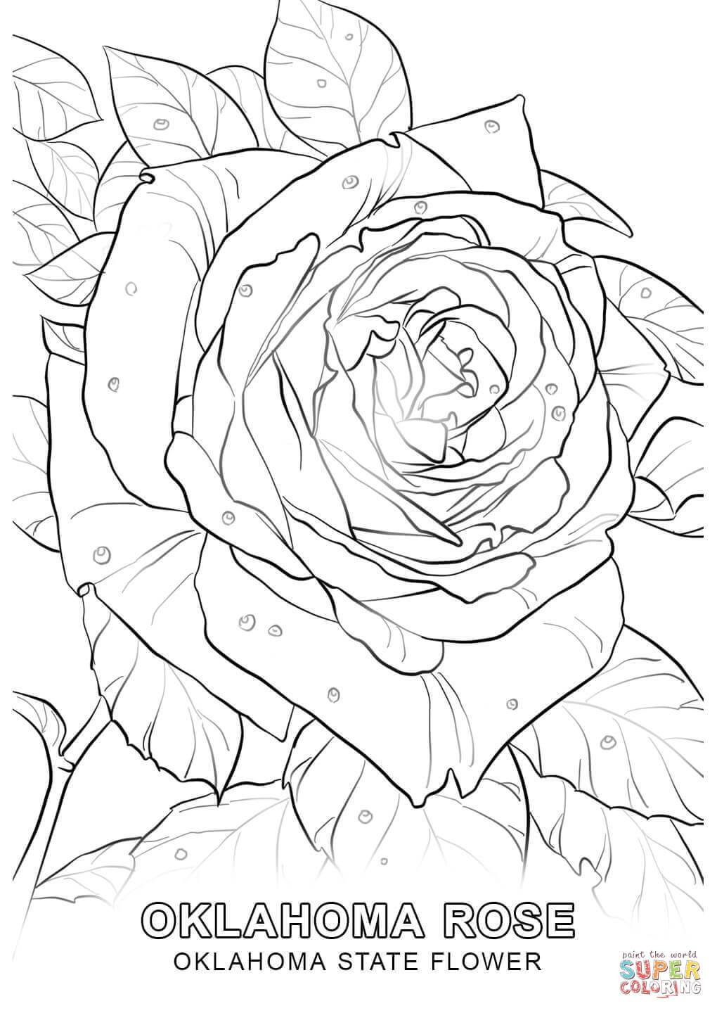 1020x1440 Marvelous Oklahoma State Flower Coloring Page Printable Pic