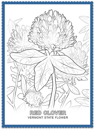 378x514 Vermont State Flower