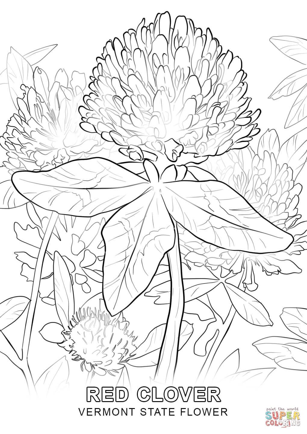 1020x1440 Vermont State Flower Coloring Page Free Printable Coloring Pages