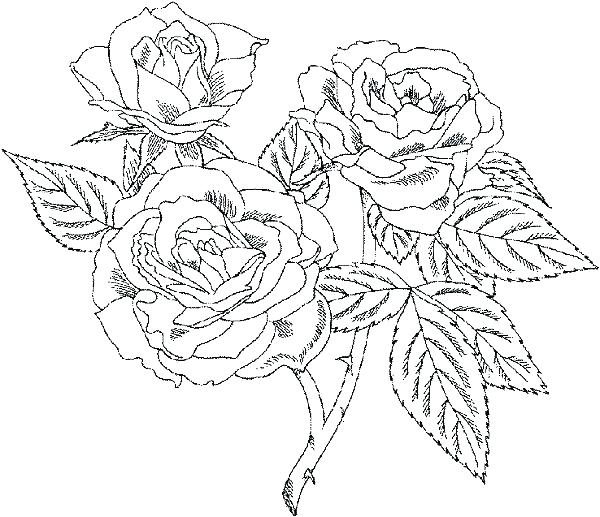 600x517 Very Detailed Coloring Pages