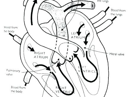 440x330 Veterinarian Coloring Pages Free Veterinary