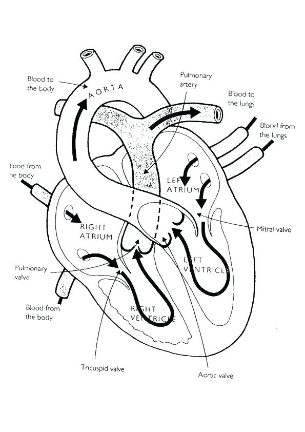 595x842 Free Anatomy Coloring Pages Veterinarian Coloring Pages Anatomy