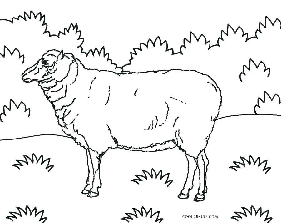 900x713 Victorious Coloring Pages Coloring Page Sheep Coloring Pages