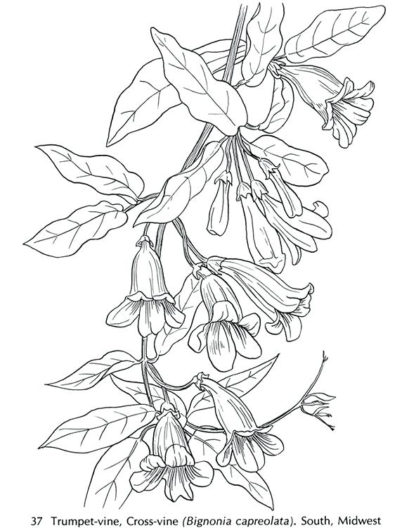 582x750 Wildflower Coloring Pages Wild Flowers Trumpet Vine Coloring Page