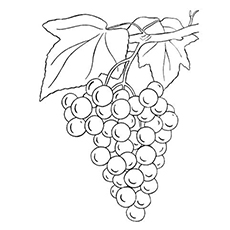 230x230 Top Free Printable Lovely Grapes Coloring Pages Online