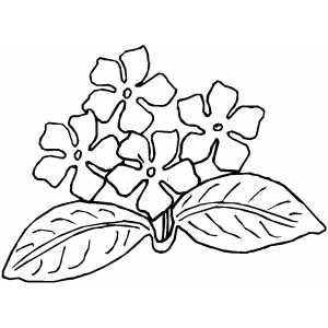 300x300 Print Africa Coloring Pages African Violets Coloring Page