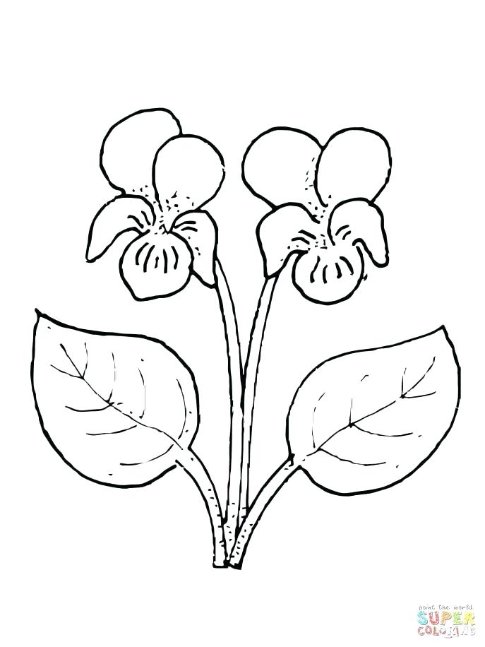 687x916 Violet Flower Coloring Page Purple Violet Flower Coloring Page