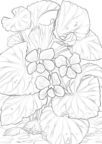 340x480 Wood Violets Coloring Page Coloring Violets