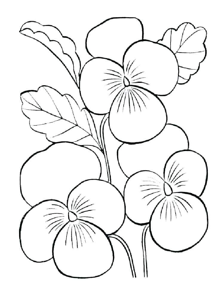 750x1000 Violet Flower Coloring Page