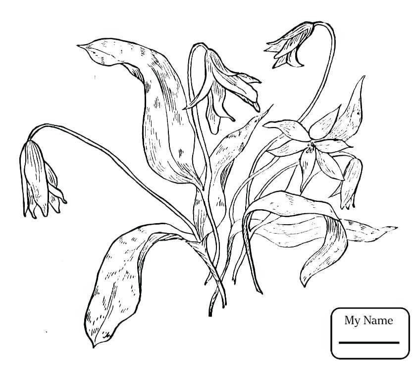 844x740 Flower Pot Coloring Pages Violet Flower Coloring Page Images