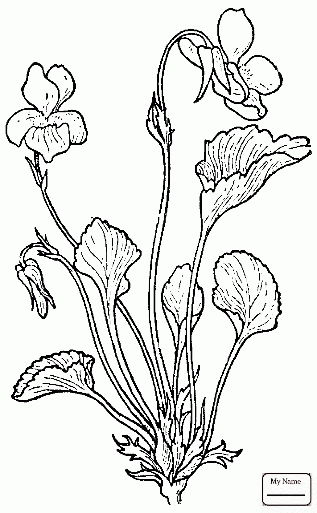 1028x1666 New Violet Flower Coloring Pages Gallery Printable Coloring Sheet