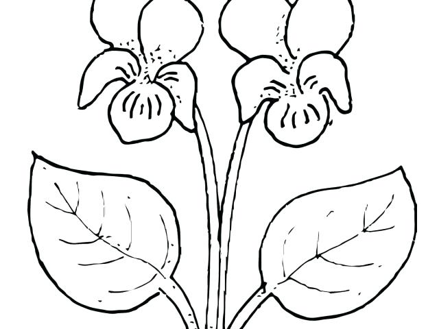 640x480 Purple Violet Flower Coloring Page Colouring Pages Free Printable