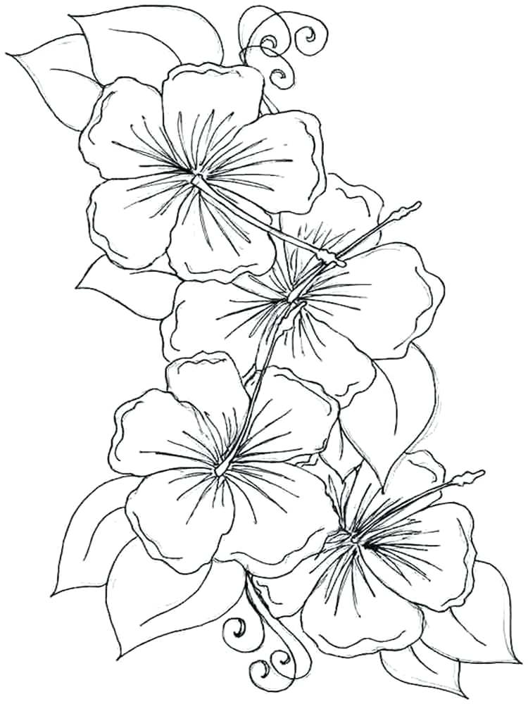 750x1000 Violet Flower Coloring Page Hibiscus Flower Coloring Pages