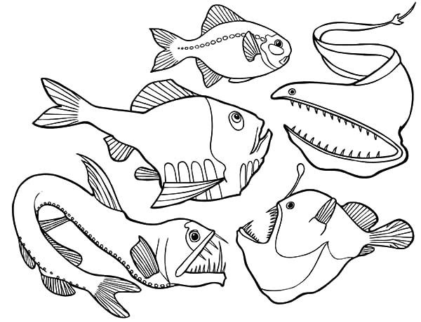 600x460 Fangtooth Fish On Deep Sea Coloring Pages