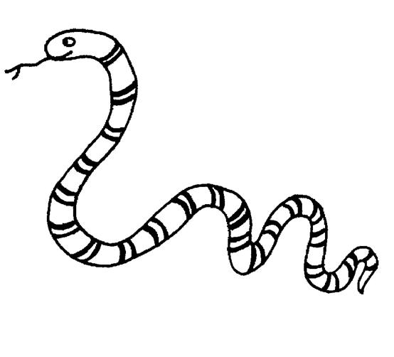554x502 Snake Coloring Pages