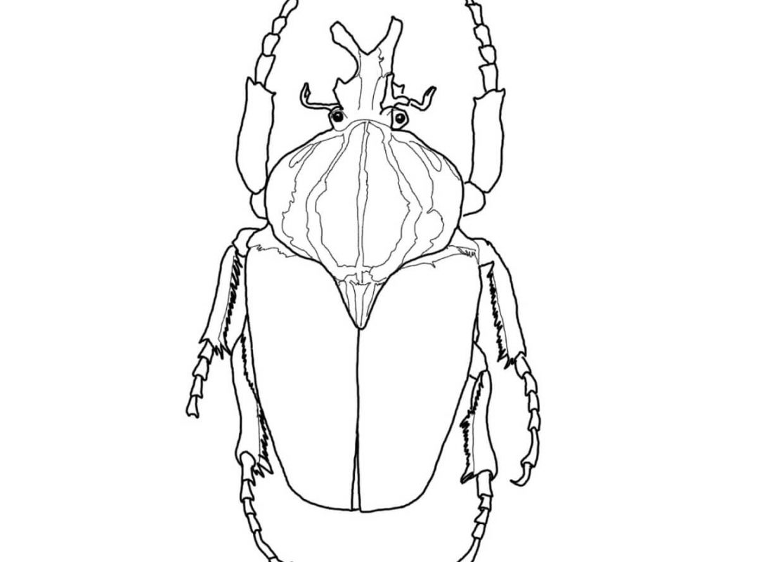 1080x800 Insects Colorings Pdf To Print Ratatuille Coloring Pages