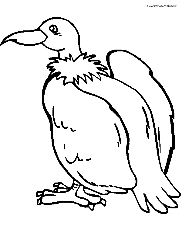 600x756 Vulture Coloring Pages
