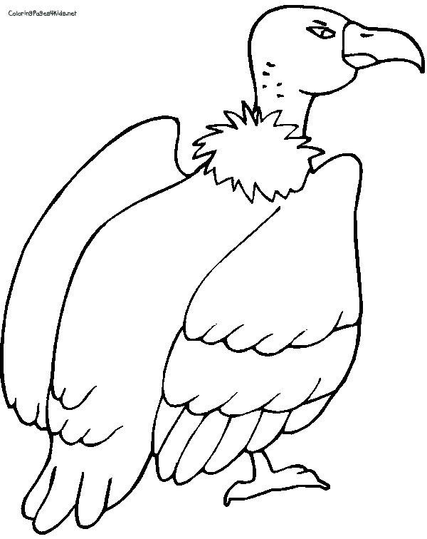 600x756 Vulture Coloring Pages For Kids