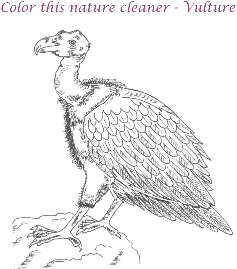 800x909 Vulture Printable Coloring Page For Kids