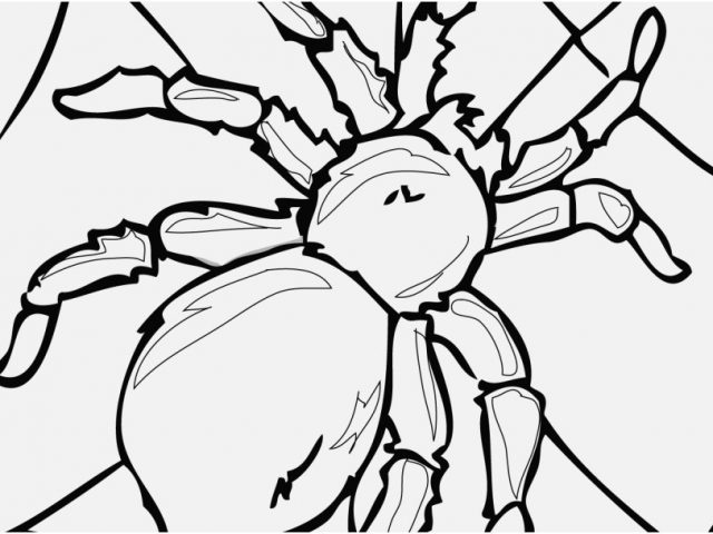 640x480 Printable Coloring Pages Vw Bug Shoot Insect Coloring Pages