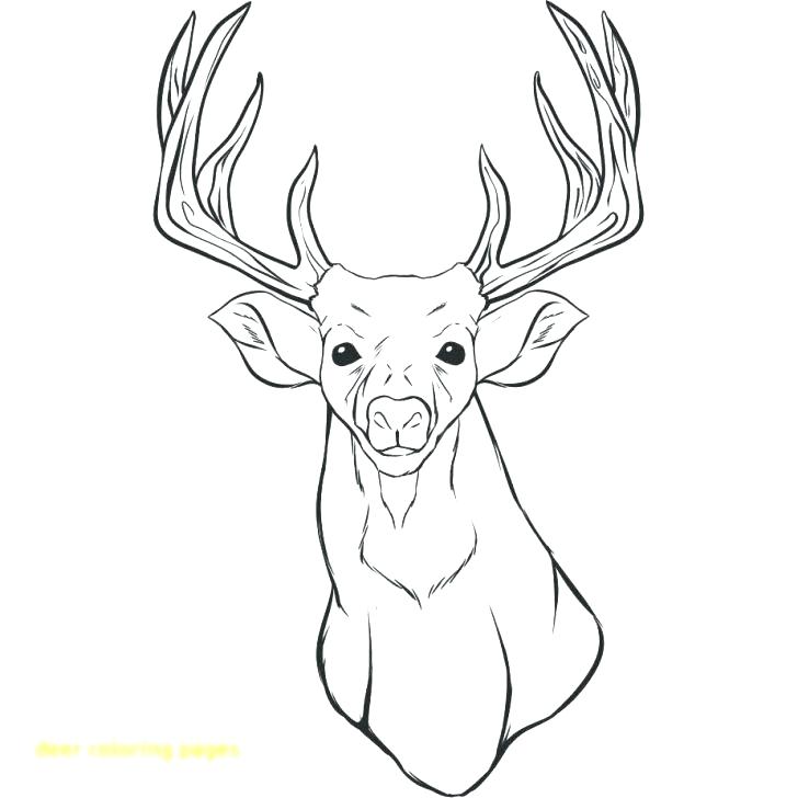 728x728 Deer Head Coloring Pages Deer Coloring Page With Wallpaper Deer