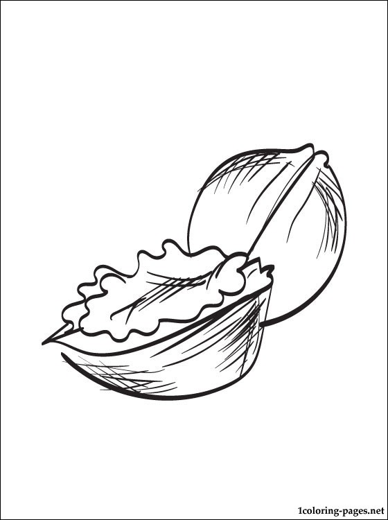 560x750 Walnuts Coloring Page Coloring Pages