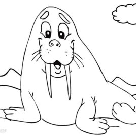 268x268 Walrus Coloring Page Barriee Baby Walrus Coloring Page In Coloring