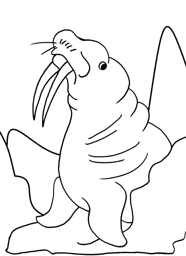 728x1002 Walrus Coloring Page Printable Walrus Coloring Pages For Walrus