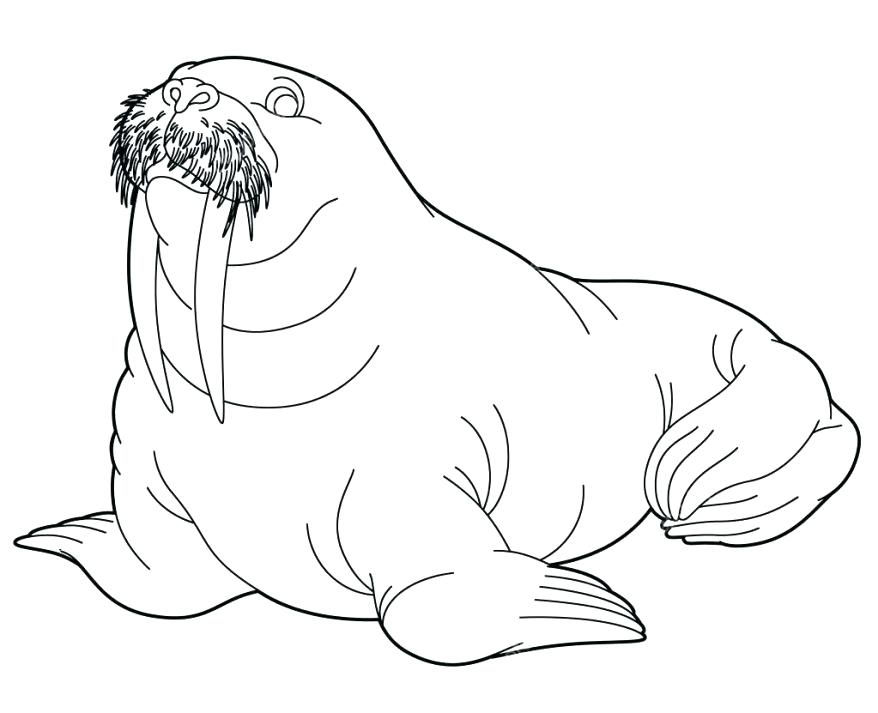 878x713 Walrus Coloring Pages Arctic Animal Walrus Coloring Page