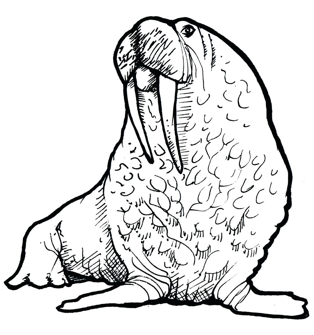 1000x1067 Coloring Page Walrus Coloring Page Images For Drawing Pages