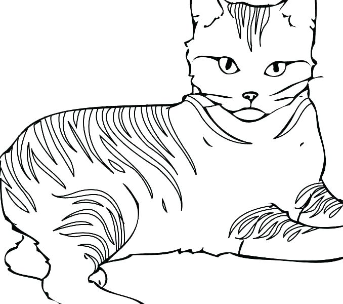 678x600 Cat Coloring Pages Free Printable Or Cat Coloring Pages Free