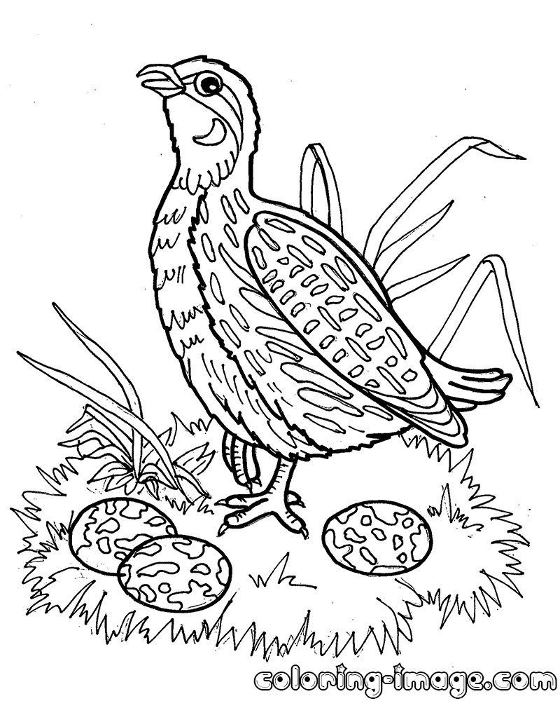 800x1000 Quails Coloring Pages Free Coloring For Kids