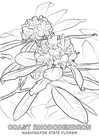 340x480 Washington State Coloring Pages Coloring Pages Adult Coloring Page
